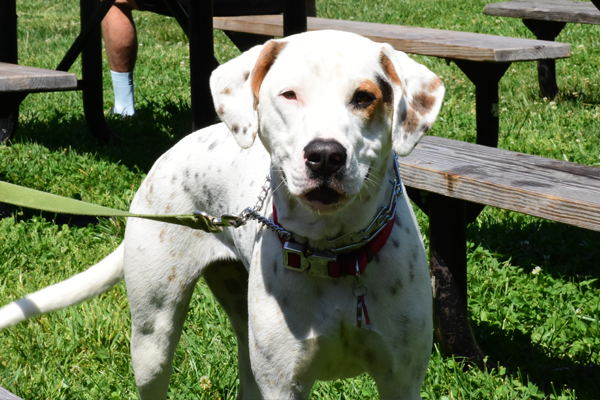 SPA's Young Professionals Group volunteer at local animal shelter